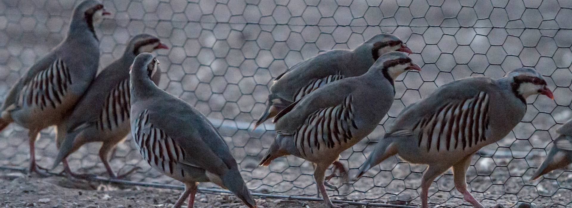10 Facts About Chukars