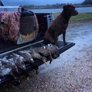 10 Tips to Train the Perfect Hunting Dog